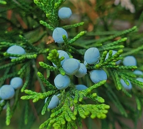 Eastern Redcedar This is a picture of juniperus virginiana at Seneca Creek State Park in Gaithersburg, Maryland. Eastern Red-cedar,Geotagged,Juniperus virginiana,Summer,United States