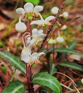 Spotted Wintergreen This is a picture of spotted wintergreen on the North Tract of the Patuxent Research Refuge near Fort Meade, Maryland. Chimaphila maculata,Geotagged,Spotted Wintergreen,Summer,United States