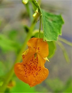 Orange Jewelweed This is a picture of orange jewelweed on the North Tract of the Patuxent Research Refuge near Fort Meade, Maryland. Geotagged,Impatiens capensis,Orange jewelweed,Summer,United States