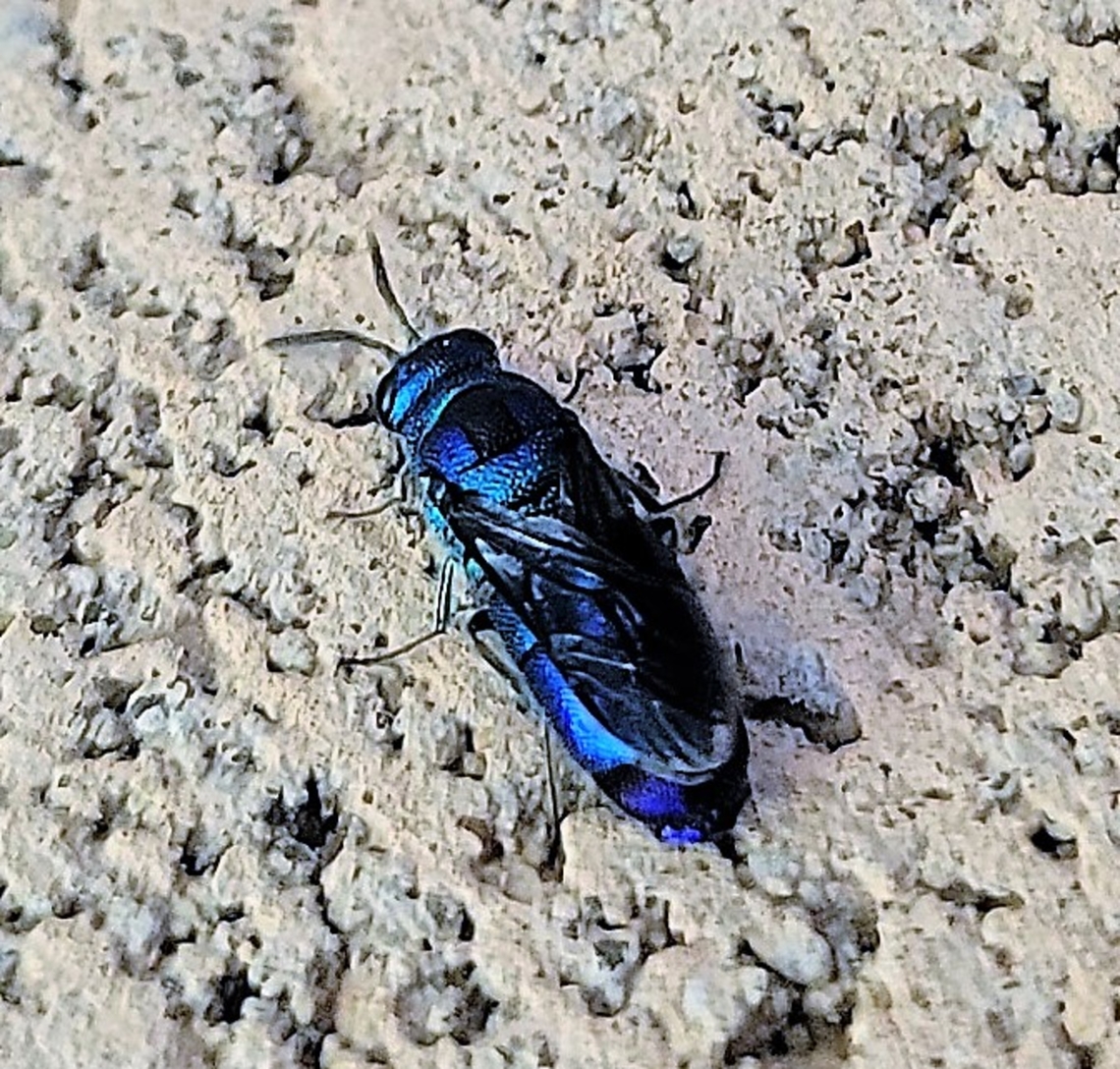 Chrysis angolensis This is a picture of a Chrysis angolensis on the South Tract of the Patuxent Research Refuge near Laurel, Maryland. Chrysis angolensis,Geotagged,Summer,United States