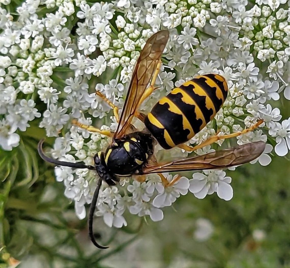 Dolichovespula arenaria This is a picture of a Dolichovespula arenaria on the North Tract of the Patuxent Research Refuge near Fort Meade, Maryland. Common Aerial Yellowjacket,Dolichovespula arenaria,Geotagged,Summer,United States
