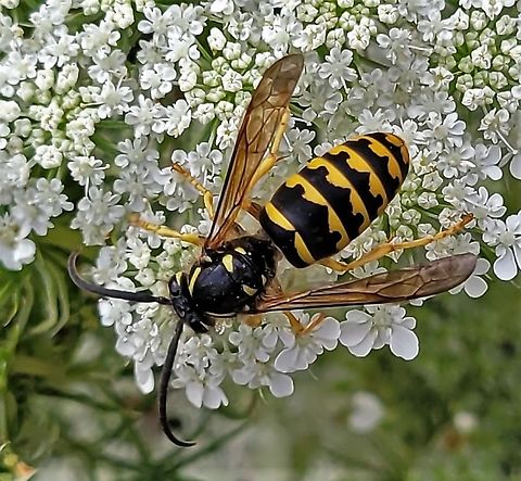 Dolichovespula arenaria This is a picture of a Dolichovespula arenaria on the North Tract of the Patuxent Research Refuge near Fort Meade, Maryland. Common Aerial Yellowjacket,Dolichovespula arenaria,Geotagged,Summer,United States