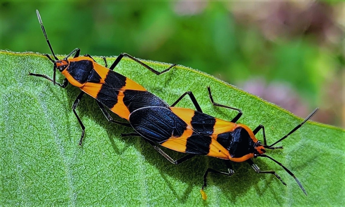 Oncopeltus fasciatus This is a picture of a pair of Large Milkweed Bugs on the North Tract of the Patuxent Research Refuge near Fort Meade, Maryland. Geotagged,Large milkweed bug,Oncopeltus fasciatus,Summer,United States