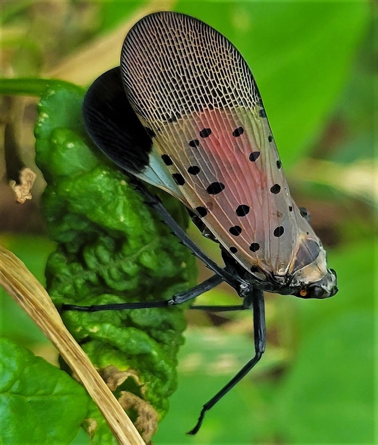 Spotted Lanternfly This is a picture of a Spotted Lanternfly at Leakin Park in Baltimore City, Maryland. Geotagged,Lycorma delicatula,Spotted lanternfly,Summer,United States