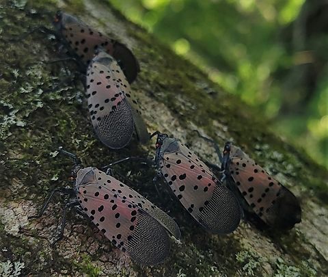 Spotted Lanternflies at Piney Run. This is a picture of some Spotted Lanternflies at Piney Run Park in Carroll County, Maryland. Geotagged,Lycorma delicatula,Spotted lanternfly,Summer,United States