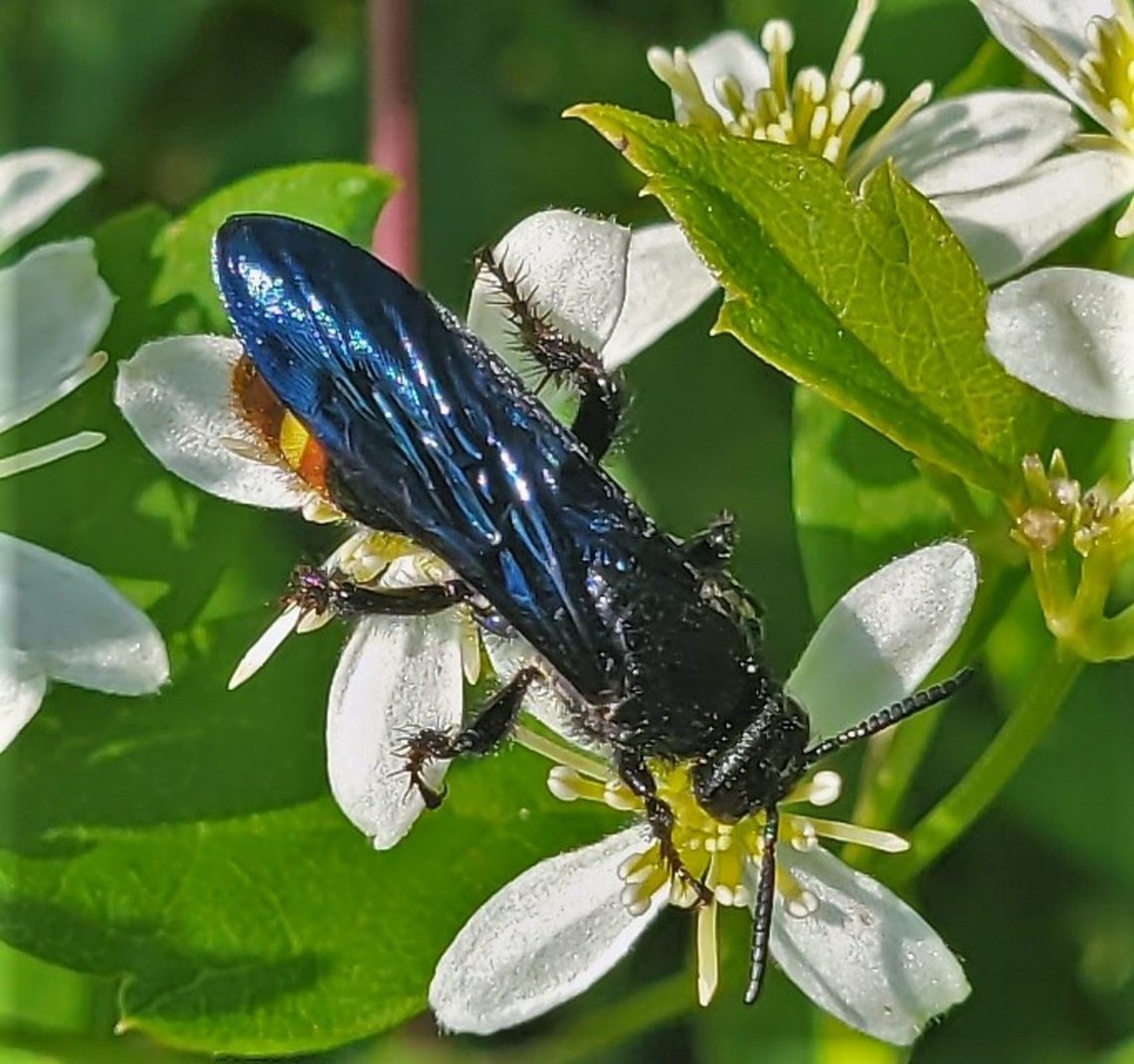 Scolia dubia This is a picture of a Scolia dubia at Piney Run Park in Carroll County, Maryland. Blue-winged Wasp,Geotagged,Scolia dubia,Summer,United States