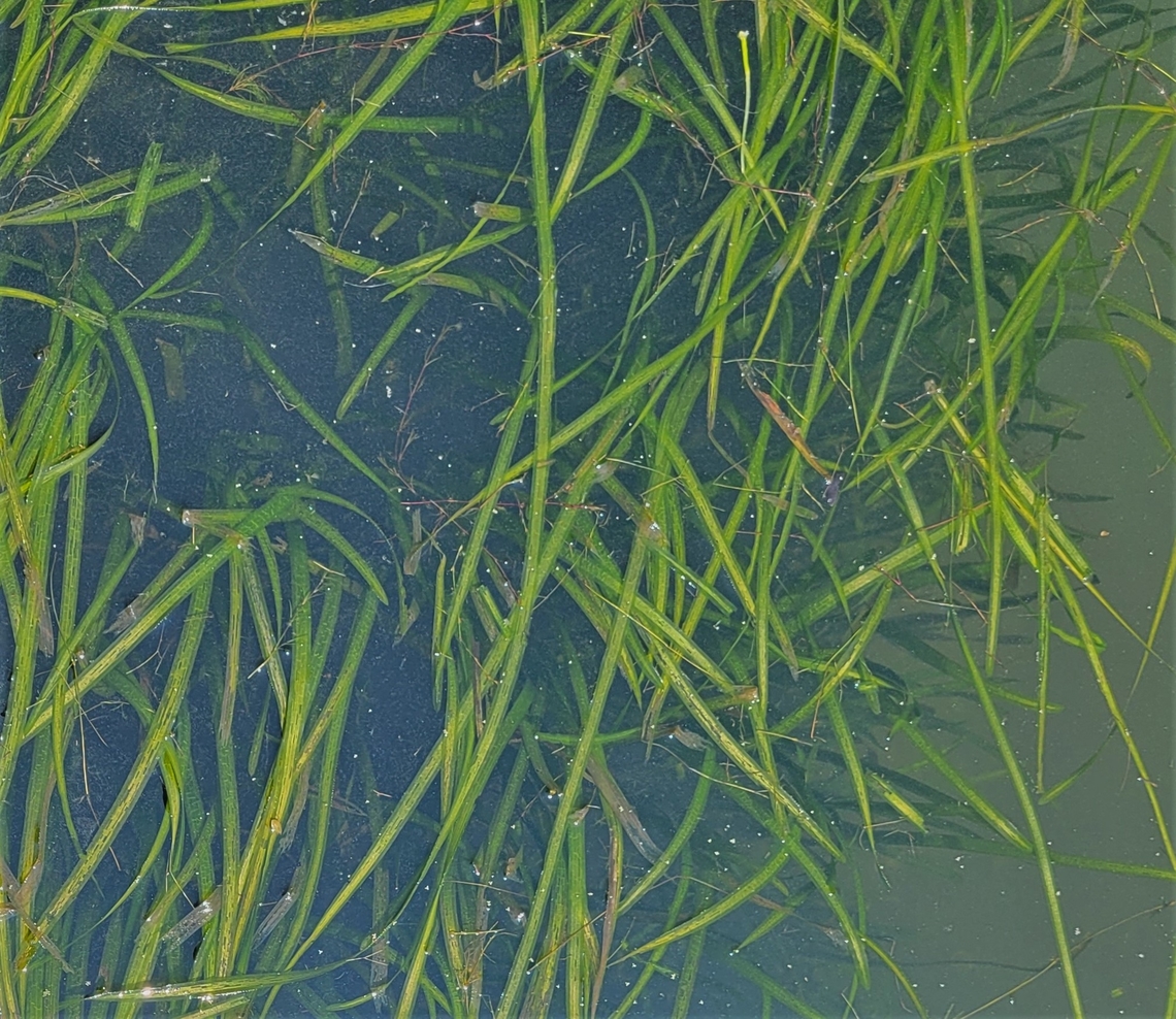 Vallisneria americana This is a picture of Vallisneria americana in Piney Run Reservoir at Piney Run Park in Carroll County, Maryland. Geotagged,Summer,United States,Vallisneria americana