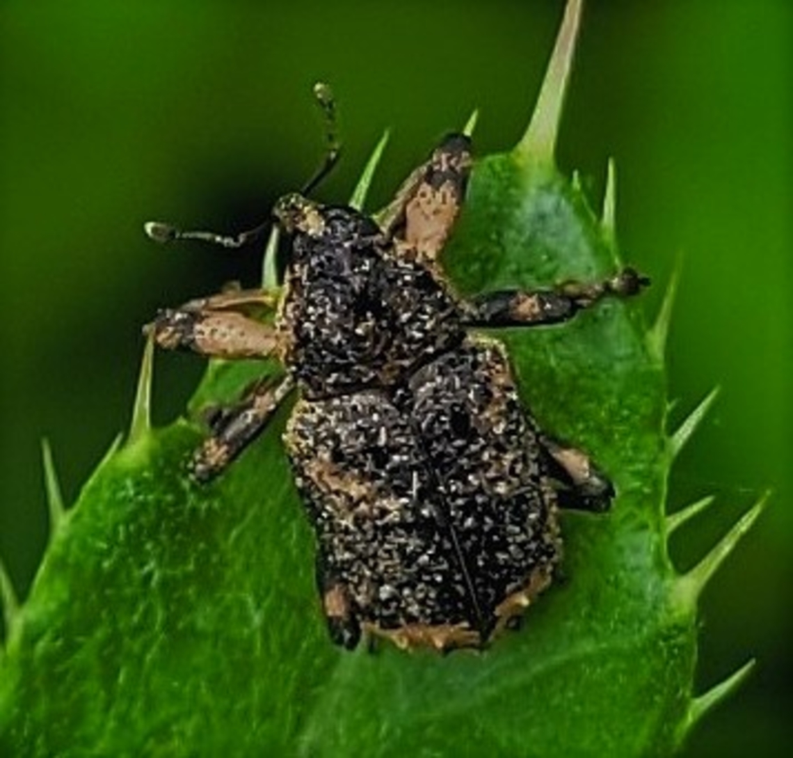 Cryptorhynchus lapathi This is a picture of a Cryptorhynchus lapathi at Piney Run Park in Carroll County, Maryland. Cryptorhynchus lapathi,Geotagged,Summer,United States