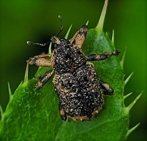 Cryptorhynchus lapathi This is a picture of a Cryptorhynchus lapathi at Piney Run Park in Carroll County, Maryland. Cryptorhynchus lapathi,Geotagged,Summer,United States