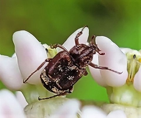 Valgus canaliculatus This is a picture of a Valgus canaliculatus at the Mckeldin Area of Patapsco Valley State Park in Carroll County, Maryland. Geotagged,Summer,United States,Valgus canaliculatus