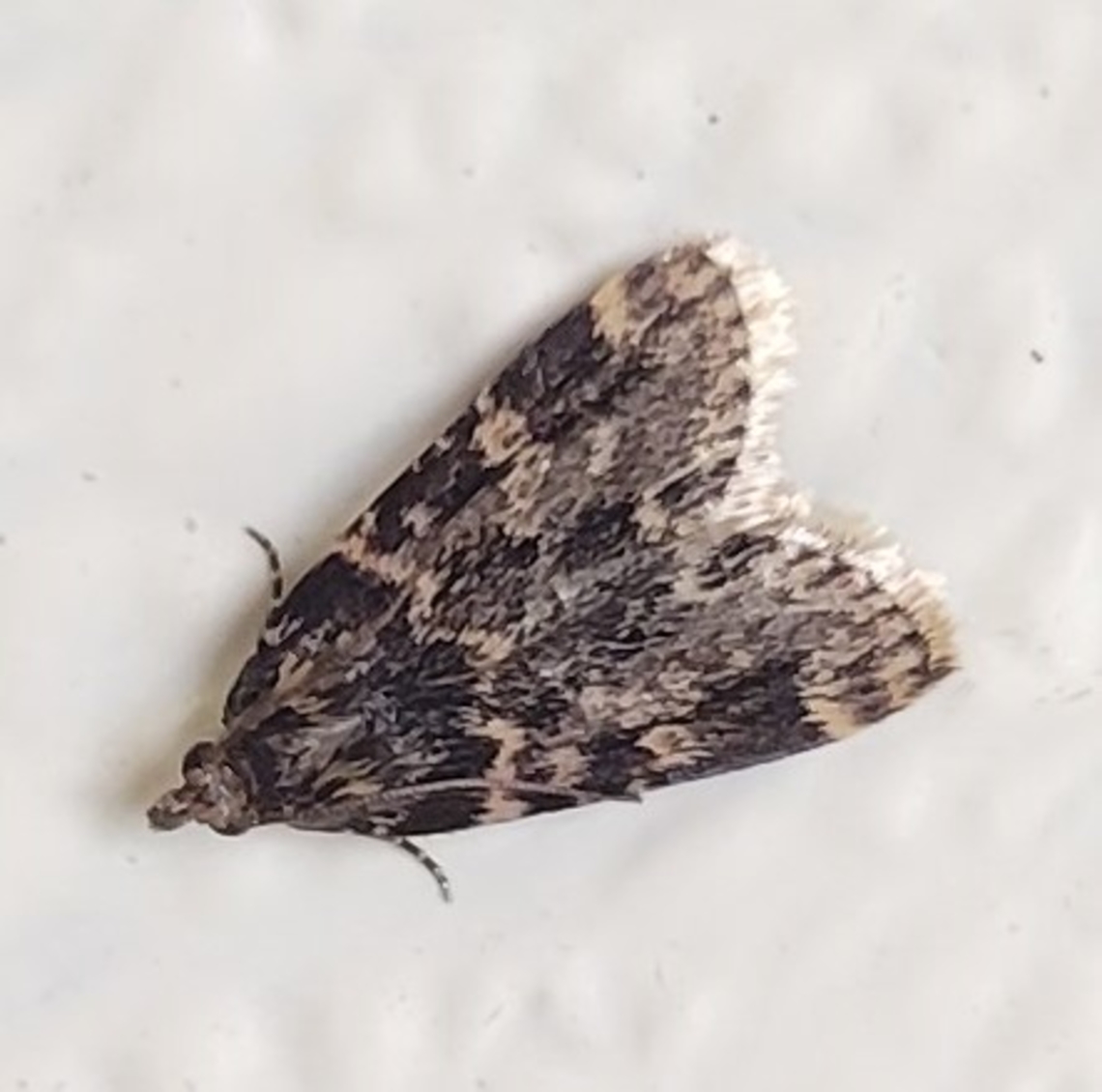 Aglossa caprealis This is a picture of a Aglossa caprealis on the North Tract of the Patuxent Research Refuge near Fort Meade, Maryland. Aglossa caprealis,Geotagged,Spring,Stored Grain Moth,United States