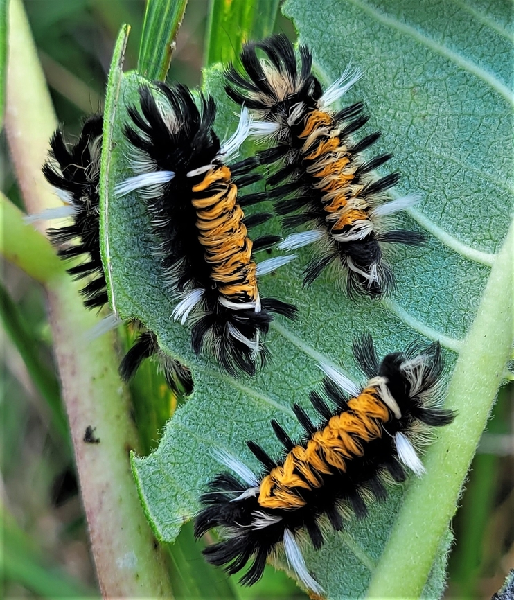 Milkweed Tussock Moth This is a picture of Euchaetes egle on the North Tract of the Patuxent Research Refuge near Fort Meade, Maryland. Euchaetes egle,Geotagged,Milkweed Tussock Moth,Summer,United States