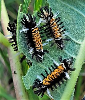 Milkweed Tussock Moth This is a picture of Euchaetes egle on the North Tract of the Patuxent Research Refuge near Fort Meade, Maryland. Euchaetes egle,Geotagged,Milkweed Tussock Moth,Summer,United States