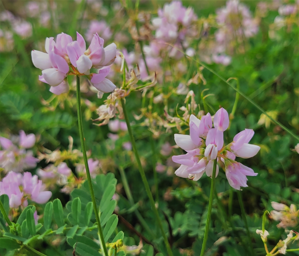 Securigera varia This is a picture of Securigera varia on the South Tract of the Patuxent Research Refuge near Laurel, Maryland. Crownvetch,Geotagged,Securigera varia,Summer,United States