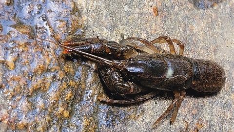 Cambarus bartonii This is a picture of a Cambarus bartonii at the Hilton Area of Patapsco Valley State Park in Catonsville, Maryland. Cambarus bartonii,Geotagged,Summer,United States
