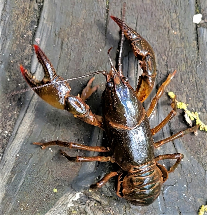 Lacunicambarus diogenes This is a picture of a Lacunicambarus diogenes at Sawmill Creek Park in Glen Burnie, Maryland. Devil crayfish,Geotagged,Lacunicambarus diogenes,Spring,United States