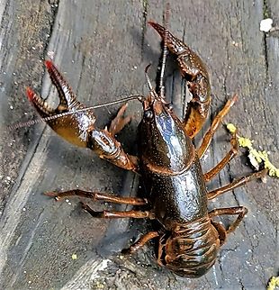 Lacunicambarus diogenes This is a picture of a Lacunicambarus diogenes at Sawmill Creek Park in Glen Burnie, Maryland. Devil crayfish,Geotagged,Lacunicambarus diogenes,Spring,United States