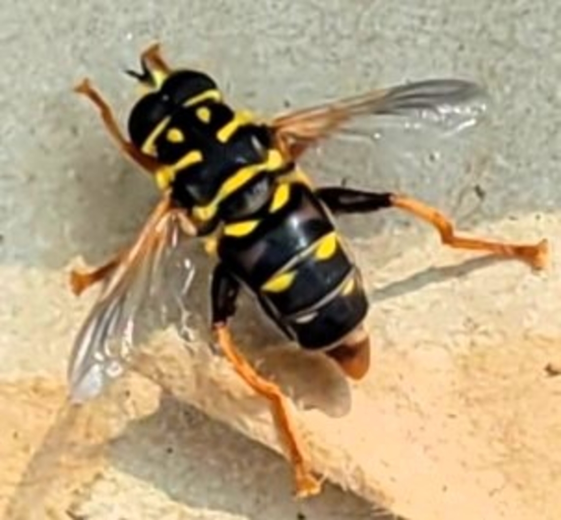 Meromacrus acutus This is a picture of a Meromacrus acutus at Leakin Park in Baltimore City, Maryland. Geotagged,Meromacrus acutus,Summer,United States