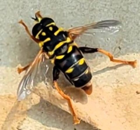 Meromacrus acutus This is a picture of a Meromacrus acutus at Leakin Park in Baltimore City, Maryland. Geotagged,Meromacrus acutus,Summer,United States
