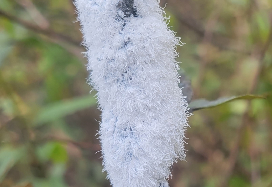 Prociphilus tessellatus This is a picture of Prociphilus tessellatus on the North Tract of the Patuxent Research Refuge near Fort Meade, Maryland. Fall,Geotagged,Prociphilus tessellatus,United States,Woolly Alder Aphid