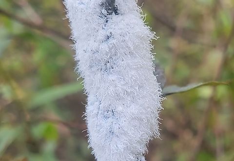Prociphilus tessellatus This is a picture of Prociphilus tessellatus on the North Tract of the Patuxent Research Refuge near Fort Meade, Maryland. Fall,Geotagged,Prociphilus tessellatus,United States,Woolly Alder Aphid