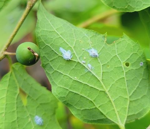 Asian Woolly Hackberry Aphid