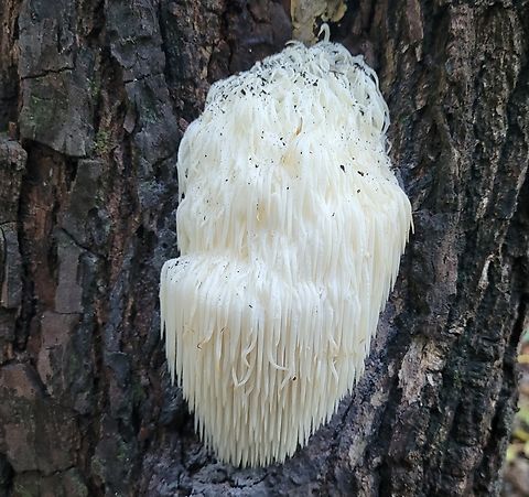 Lion's Mane Mushroom This is a picture of a Lion's Mane at Calvert Cliffs State Park in Lusby, Maryland. Fall,Geotagged,Hericium erinaceus,Lion's-mane Mushroom,United States