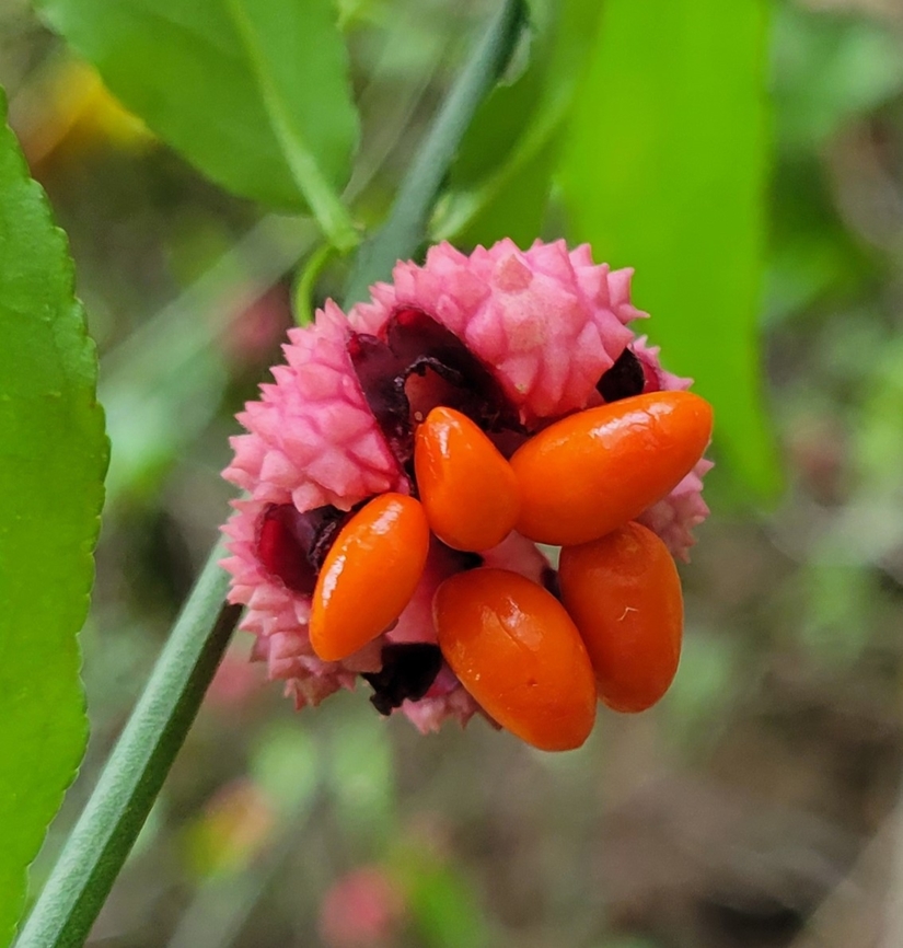 Euonymus americanus This is a picture of Euonymus americanus at Calvert Cliffs State Park near Lusby, Maryland. Euonymus americanus,Fall,Geotagged,Hearts-A-Bustin',United States
