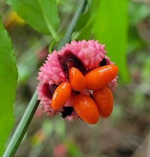 Euonymus americanus This is a picture of Euonymus americanus at Calvert Cliffs State Park near Lusby, Maryland. Euonymus americanus,Fall,Geotagged,Hearts-A-Bustin',United States