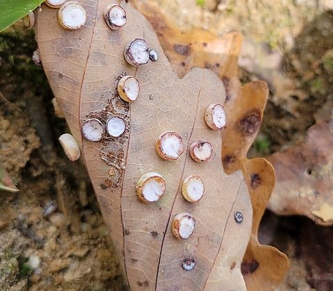 Phylloteras poculum This is a picture of Phylloteras poculum at Calvert Cliffs State Park near Lusby, Maryland. Fall,Geotagged,Oak Spangle Gall,Phylloteras poculum,United States