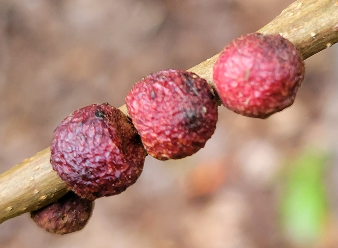 Disholcaspis globosa This is a picture of Disholcaspis globosa at Calvert Cliffs State Park near Lusby, Maryland. Disholcaspis globosa,Fall,Geotagged,Globular Root Gall,United States