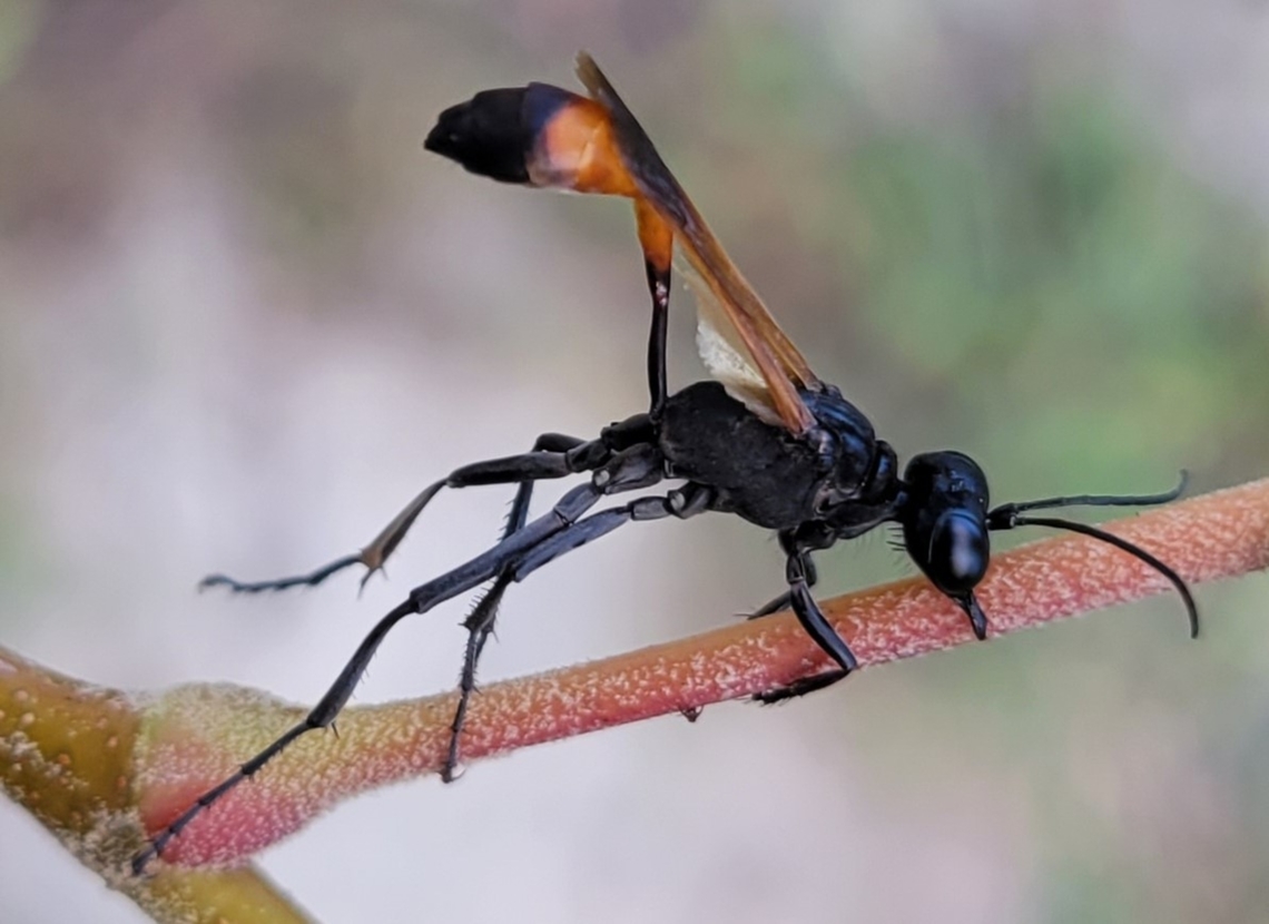 Ammophila pictipennis This is a picture of Ammophila pictipennis at Calvert Cliffs State Park near Lusby, Maryland. Ammophila pictipennis,Fall,Geotagged,United States