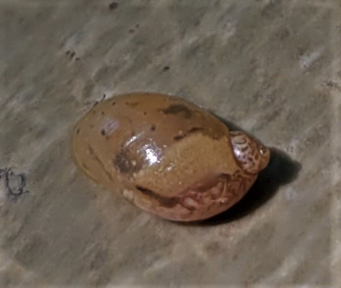 Novisuccinea ovalis This is a picture of a Novisuccinea ovalis at Rock Creek Regional Park in Rockville, Maryland. Geotagged,Novisuccinea ovalis,Summer,United States