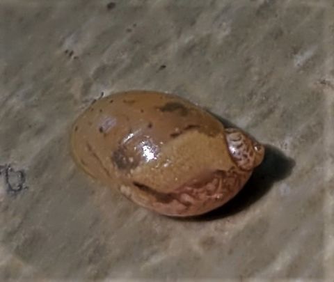 Novisuccinea ovalis This is a picture of a Novisuccinea ovalis at Rock Creek Regional Park in Rockville, Maryland. Geotagged,Novisuccinea ovalis,Summer,United States