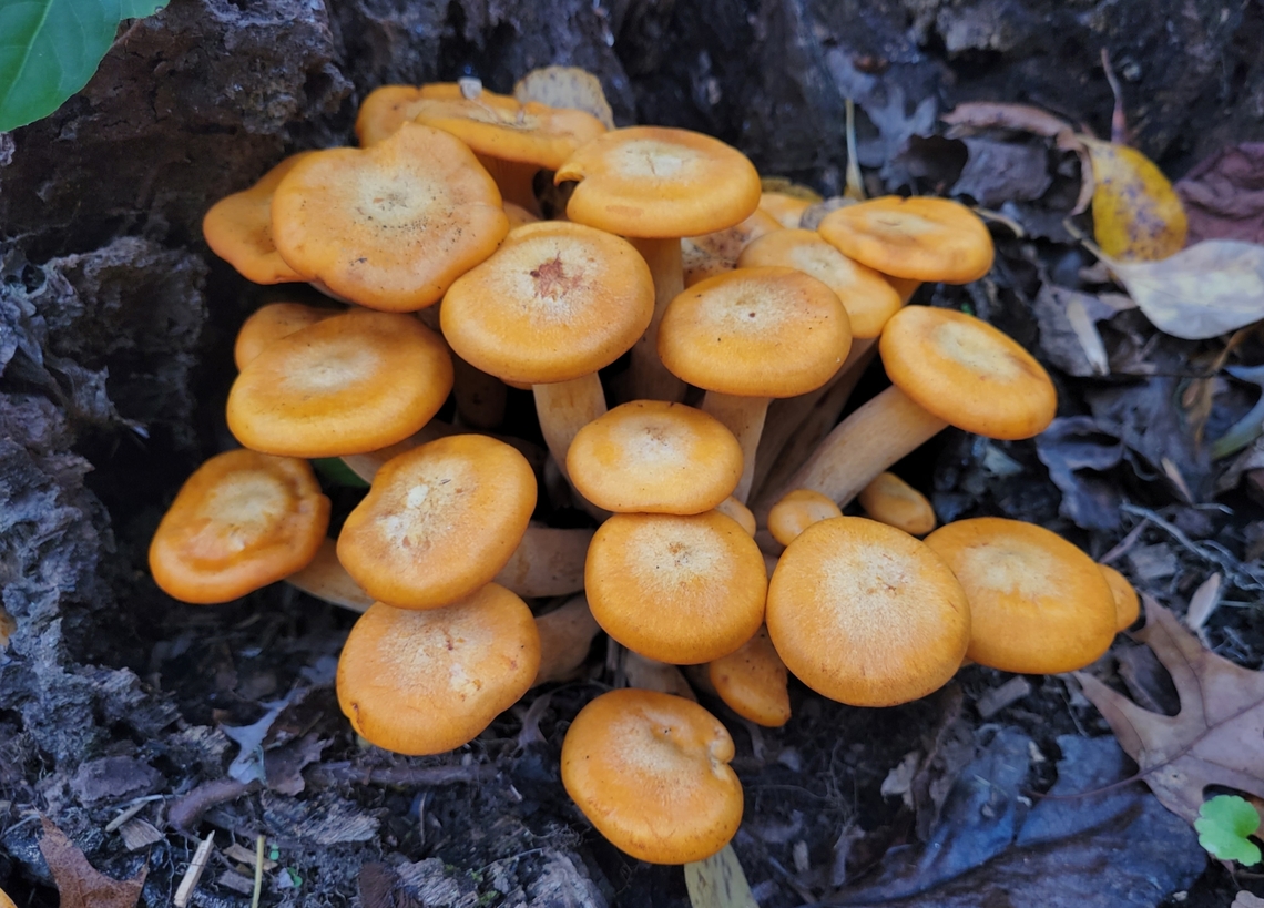 omphalotus illudens This is a picture of omphalotus illudens at Rock Creek Regional Park in Rockville, Maryland. Fall,Geotagged,Jack O' Lantern Mushroom,Omphalotus illudens,United States