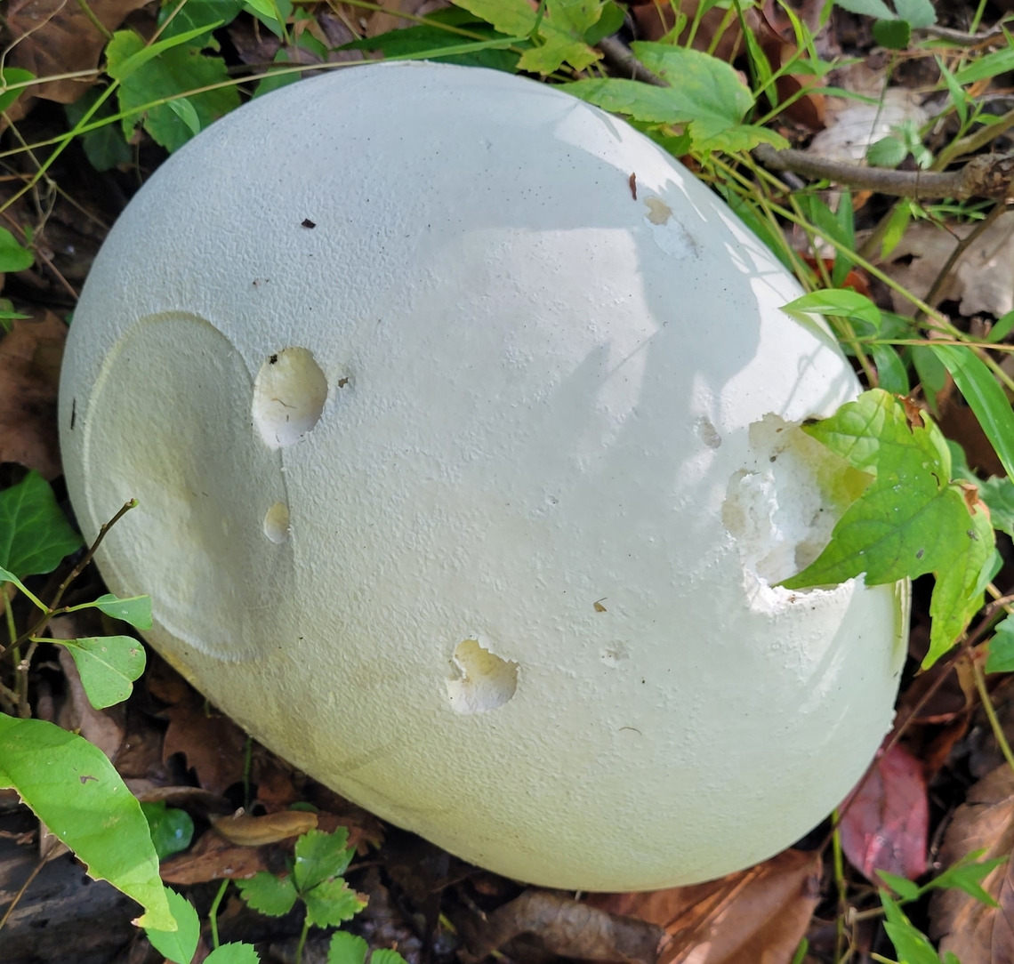 Giant Puffball This is a picture of a giant puffball at Leakin Park in Baltimore City, Maryland. Calvatia gigantea,Fall,Geotagged,Giant puffball,United States
