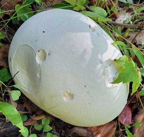 Giant Puffball This is a picture of a giant puffball at Leakin Park in Baltimore City, Maryland. Calvatia gigantea,Fall,Geotagged,Giant puffball,United States