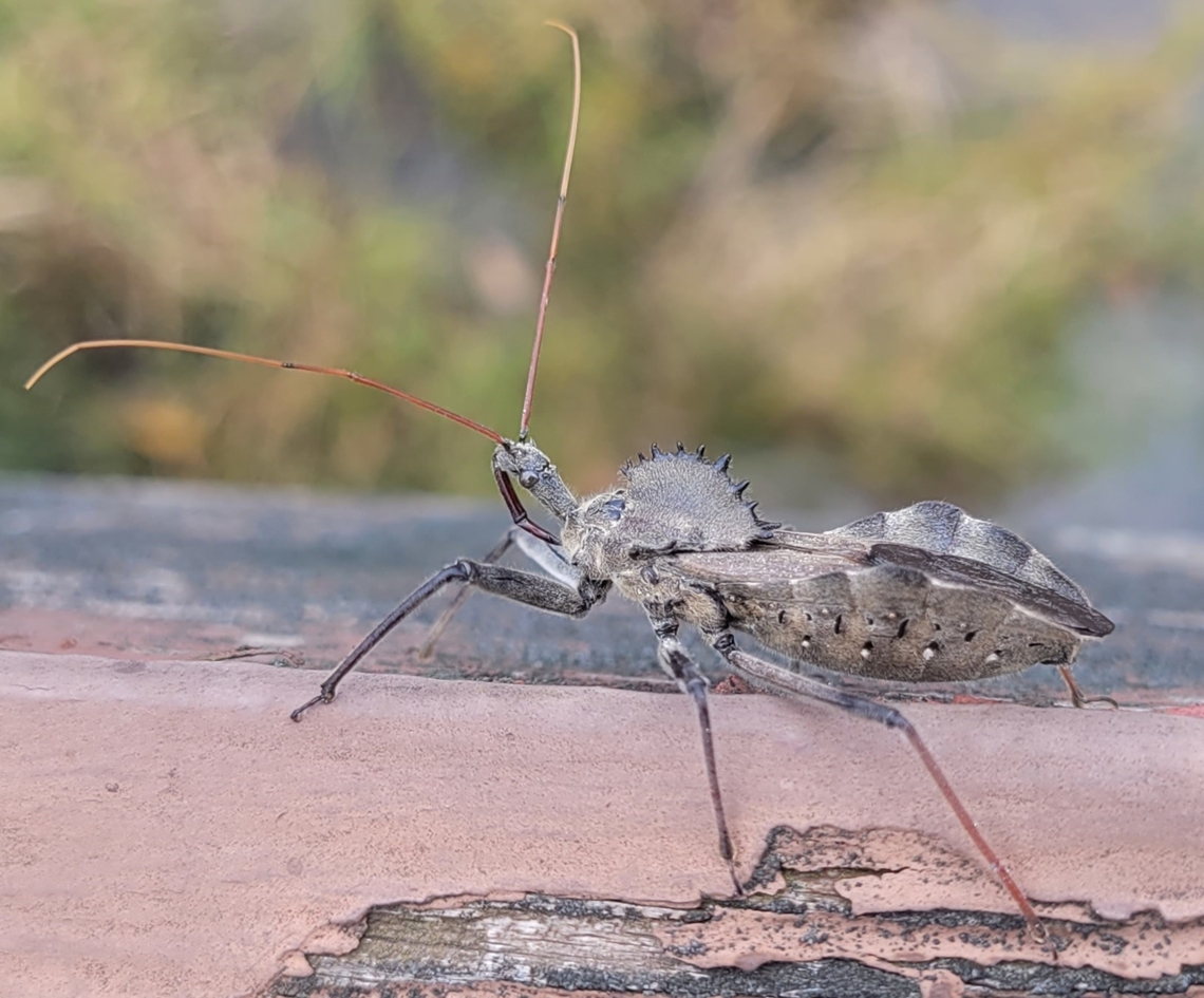 Wheel Bug This is a picture of a Wheel Bug on the South Tract of the Patuxent Research Refuge near Laurel, Maryland. Arilus cristatus,Fall,Geotagged,United States,Wheel bug