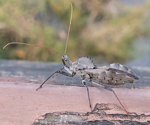 Wheel Bug This is a picture of a Wheel Bug on the South Tract of the Patuxent Research Refuge near Laurel, Maryland. Arilus cristatus,Fall,Geotagged,United States,Wheel bug