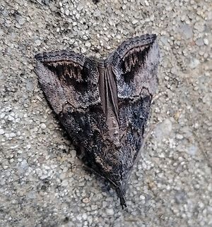 Hypena scabra This is a picture of Hypena scabra on the South Tract of the Patuxent Research Refuge near Laurel, Maryland. Fall,Geotagged,Green Cloverworm,Hypena scabra,United States