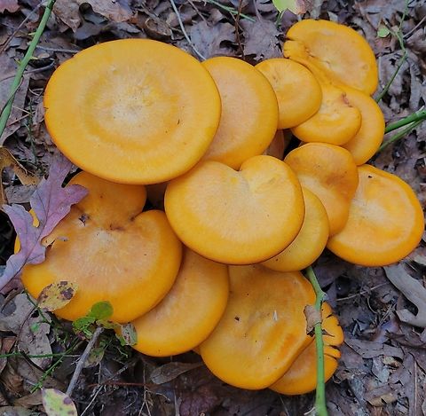 Omphalotus illudens This is a picture of omphalotus illudens on the South Tract of the Patuxent Research Refuge near Laurel, Maryland. Fall,Geotagged,Jack O' Lantern Mushroom,Omphalotus illudens,United States