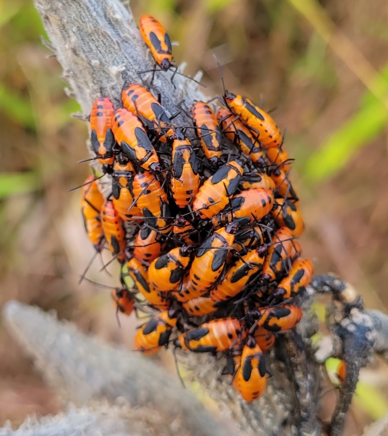 Large Milkweed Bugs This is a picture of some large milkweed bugs on the South Tract of the Patuxent Research Refuge near Laurel, Maryland. Fall,Geotagged,Large milkweed bug,Oncopeltus fasciatus,United States