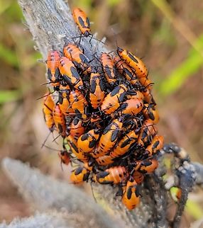 Large Milkweed Bugs This is a picture of some large milkweed bugs on the South Tract of the Patuxent Research Refuge near Laurel, Maryland. Fall,Geotagged,Large milkweed bug,Oncopeltus fasciatus,United States