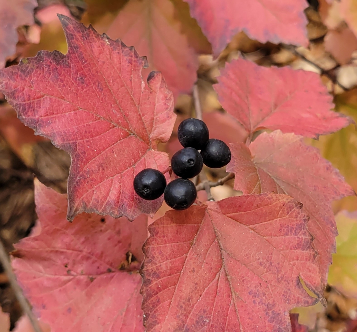 Viburnum acerifolium This is a picture of Viburnum acerifolium at the Daniels Area of Patapsco Valley State Park in Howard County, Maryland. Fall,Geotagged,Maple-leaf Viburnum,United States,Viburnum acerifolium