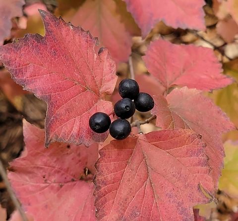 Viburnum acerifolium This is a picture of Viburnum acerifolium at the Daniels Area of Patapsco Valley State Park in Howard County, Maryland. Fall,Geotagged,Maple-leaf Viburnum,United States,Viburnum acerifolium