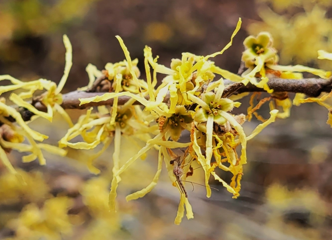 American Witch-Hazel This is a picture of American Witch-Hazel at the Daniels Area of Patapsco Valley State Park in Howard County, Maryland. American witch-hazel,Fall,Geotagged,Hamamelis virginiana,United States