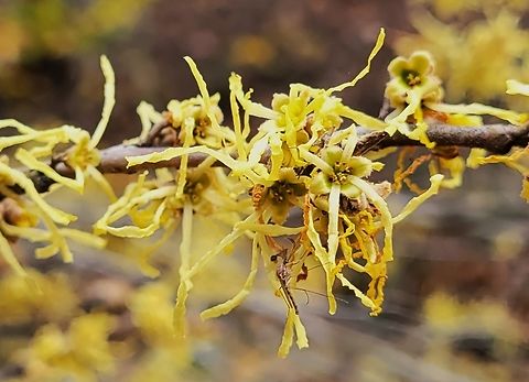 American Witch-Hazel This is a picture of American Witch-Hazel at the Daniels Area of Patapsco Valley State Park in Howard County, Maryland. American witch-hazel,Fall,Geotagged,Hamamelis virginiana,United States