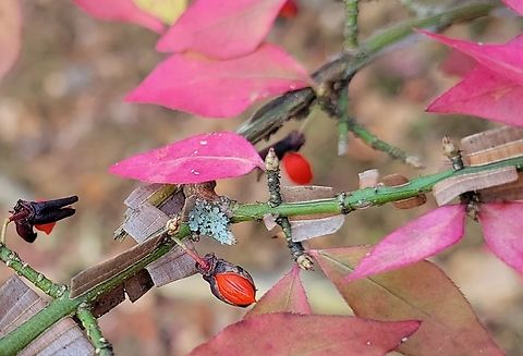 Euonymus alatus This is a picture of Euonymus alatus at the Daniels Area of Patapsco Valley State Park in Howard County, Maryland. Euonymus alatus,Fall,Geotagged,United States,Winged Euonymus