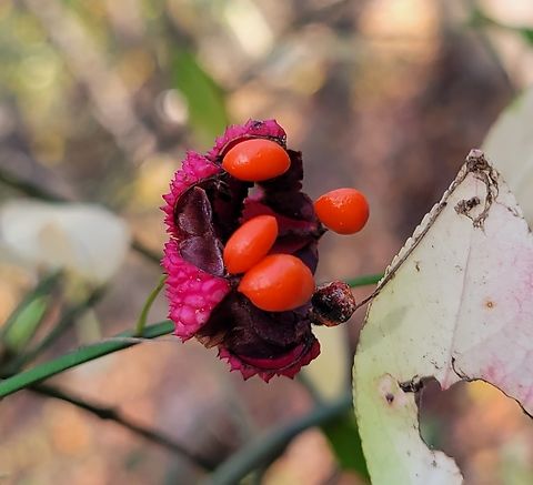 Euonymus americanus This is a picture of Euonymus americanus at Tuckahoe State Park in Caroline County, Maryland. Euonymus americanus,Fall,Geotagged,Hearts-A-Bustin',United States