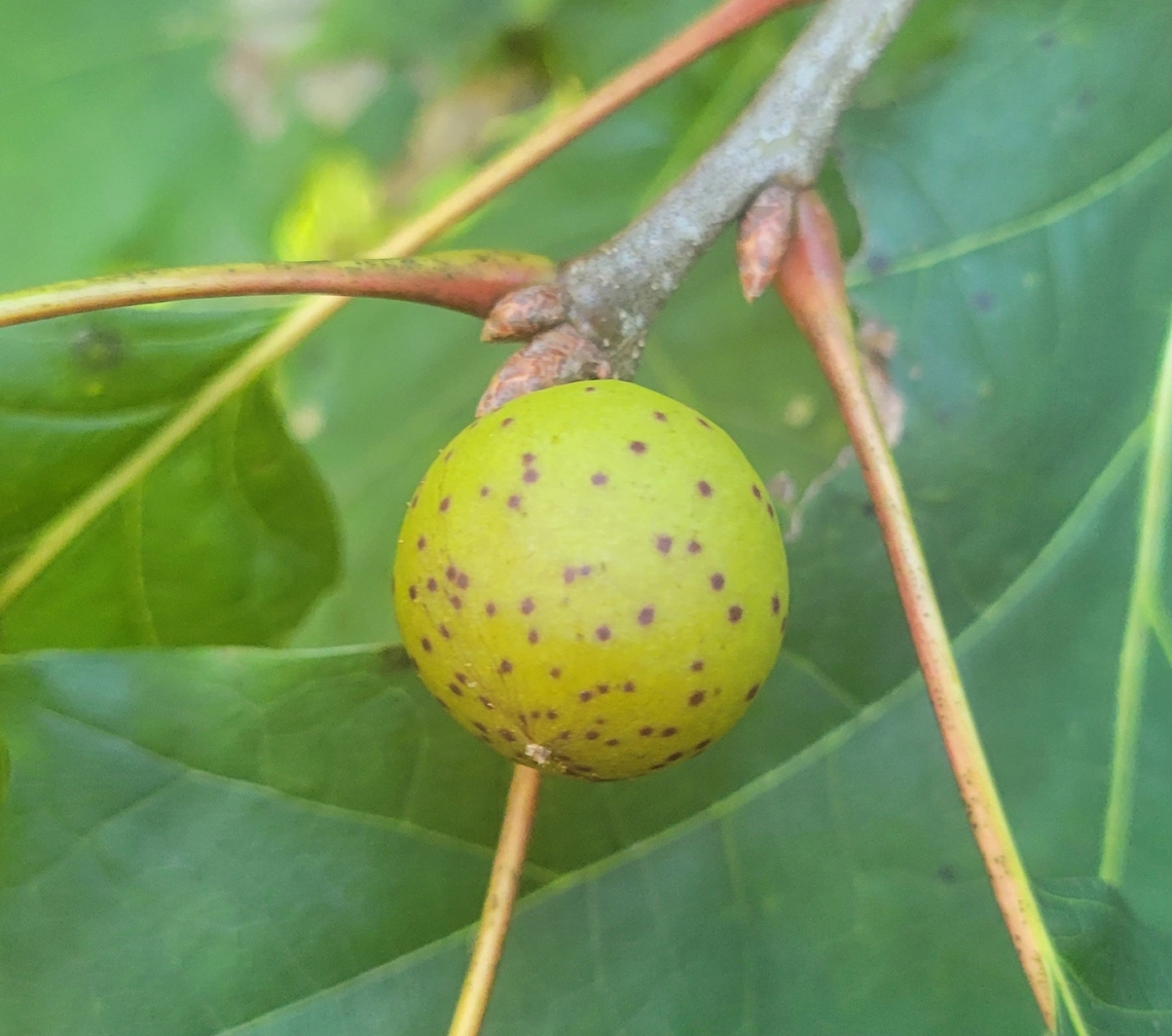 Amphibolips cookii This is a picture of a Amphibolips cookii at Tuckahoe State Park in Caroline County, Maryland. Amphibolips cookii,Fall,Geotagged,United States
